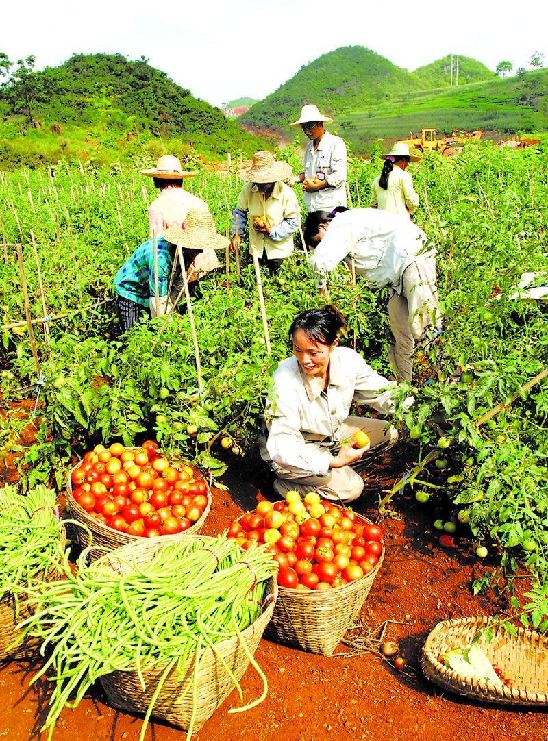 當(dāng)?shù)剞r(nóng)民在中鋁廣西分公司復(fù)墾后的土地上喜摘豐收的果實。