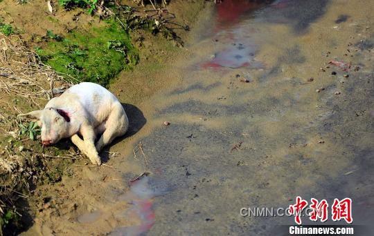 沿村溪步行不到500米，就見溪邊和溪中淺灘處散落著4頭死豬，而溪流中隨處可見令人恐懼的“紅蟲”（圖紅色處）。